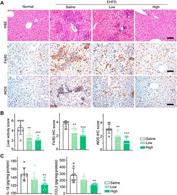 Periplaneta americana extract alleviates steatohepatitis in a mouse model by modulating HMGB1-mediated inflammatory response